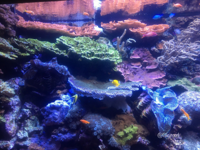 coral-reef-aquarium