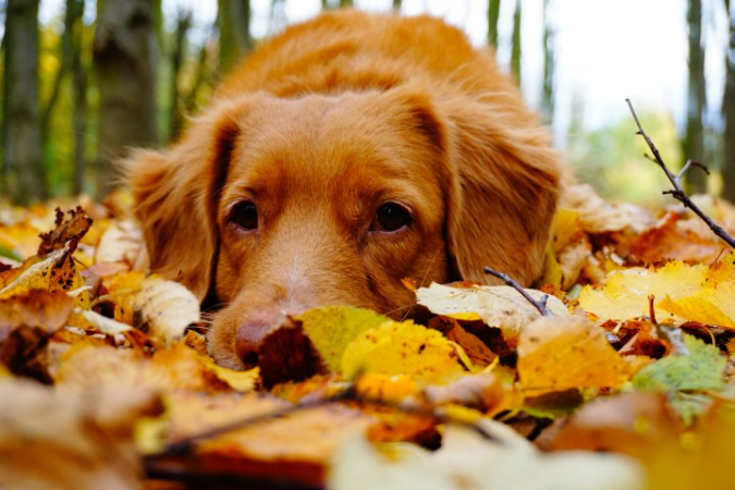 Labrador-dog-laying-in-fall-leaves