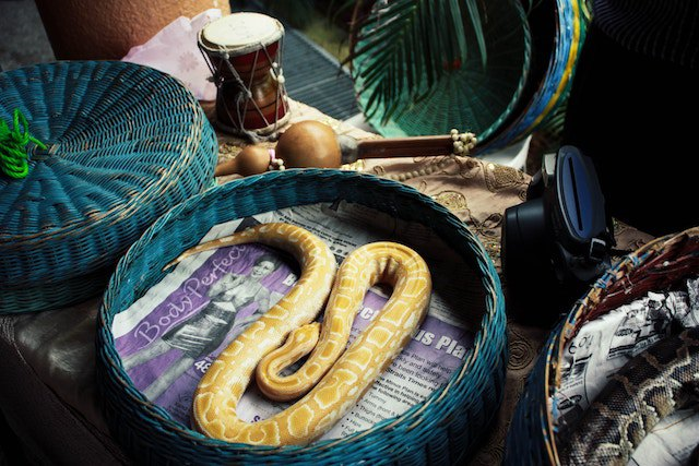 snakes-in-baskets