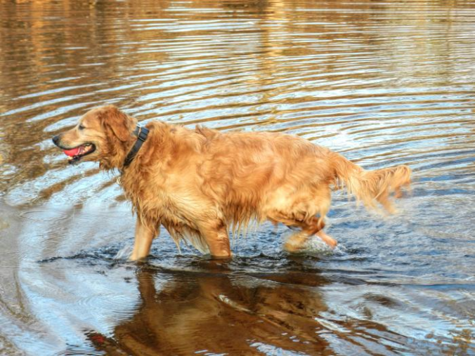 Setter-dog-running-through-water-honey-colored