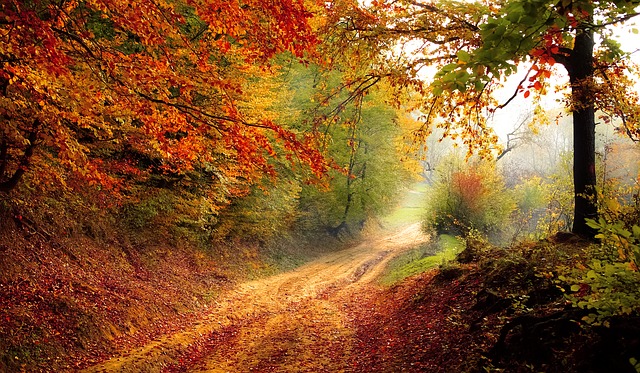 Autumn path through the woods 