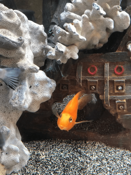 Goldfish-in-fish-tank