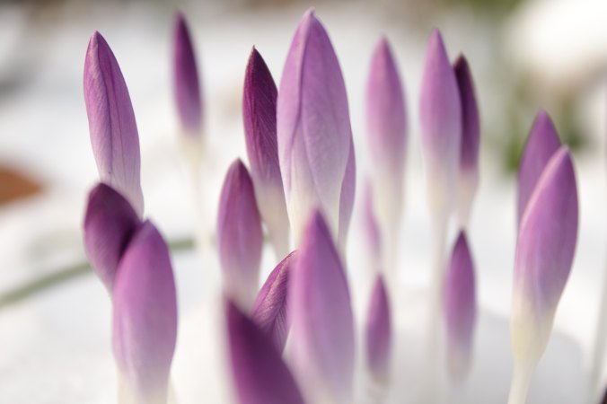 purple crocus buds on a bed of white