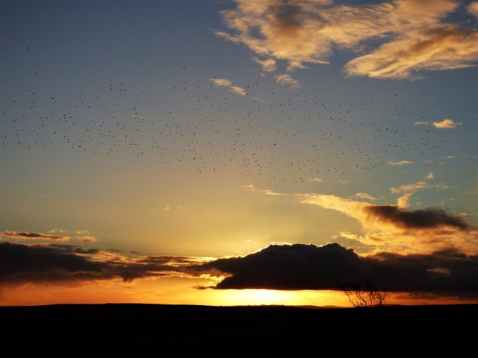 The image shows dark clouds and bare trees against a fiery sunset, with a murmration of starlings creating a cloud of their own.