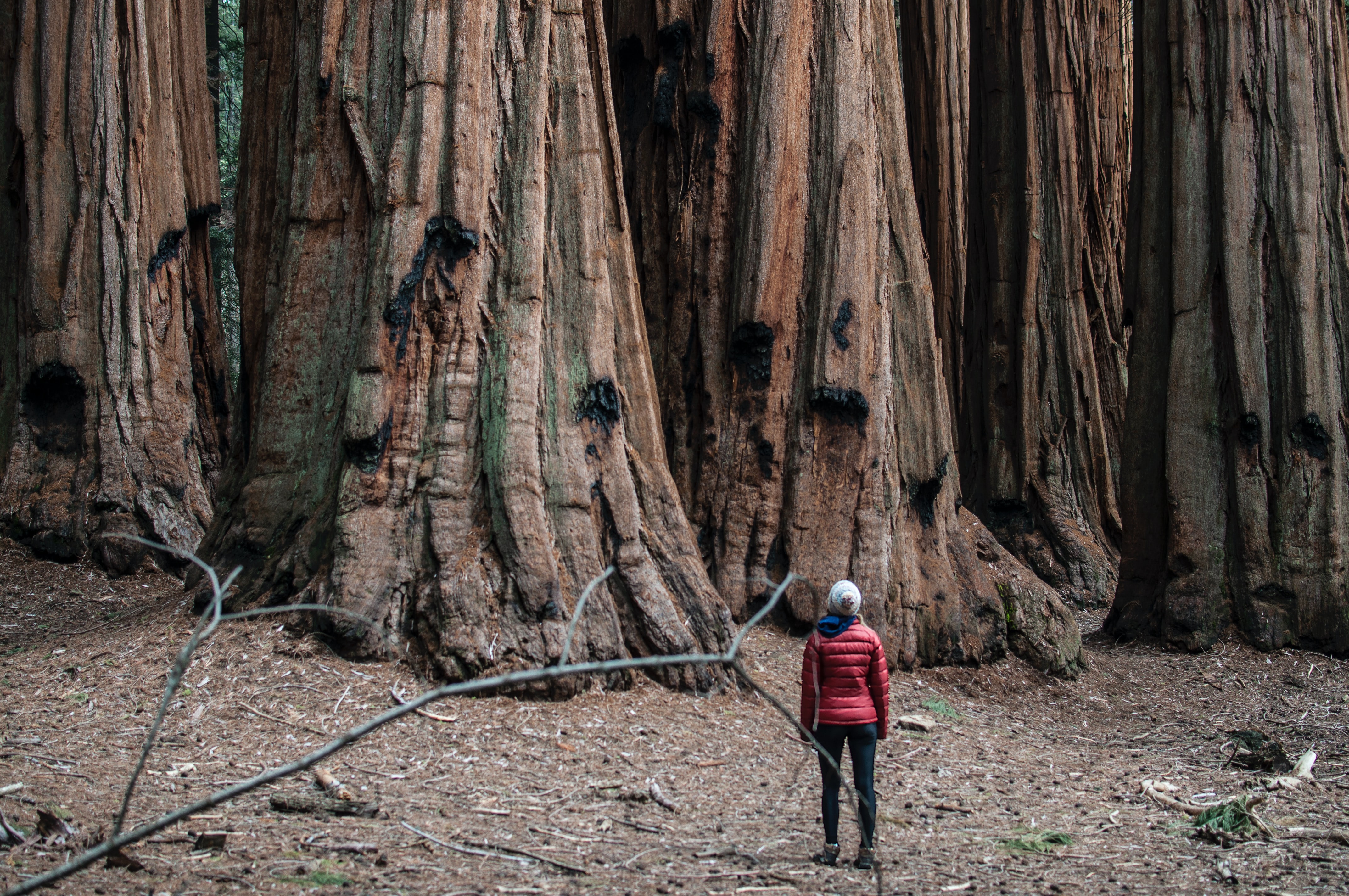 Sequoia National Park, US Next to these trees, you reset your brain, adjust your frequency and find a new perspective.