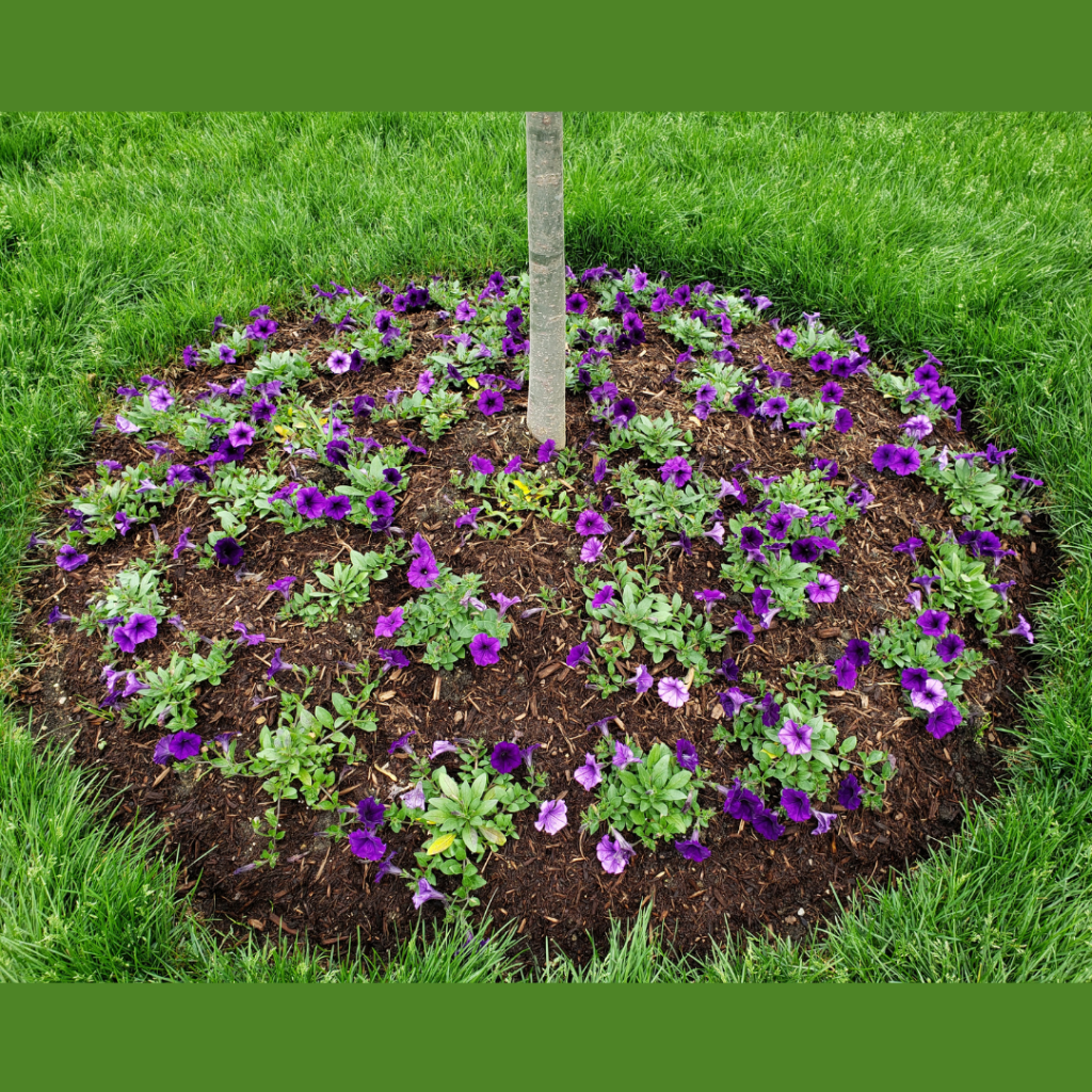 Petunia Easy Wave Blue