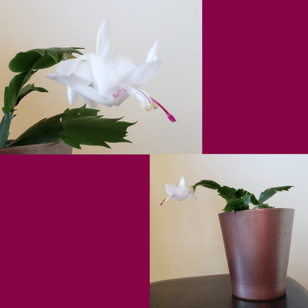 White Christmas Cactus